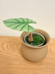 Alocasia Bisma