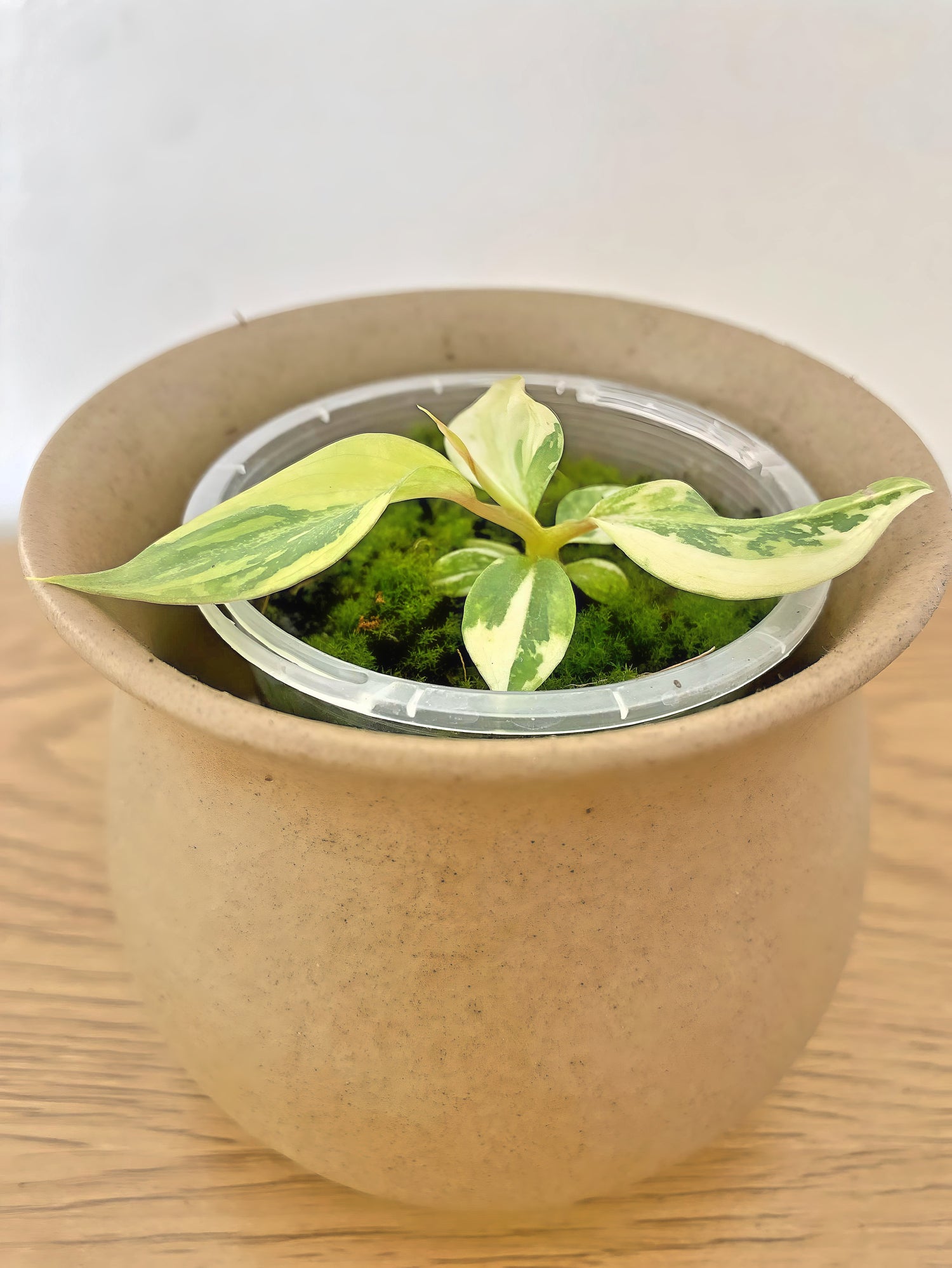 Philodendron Gloriosum Variegated