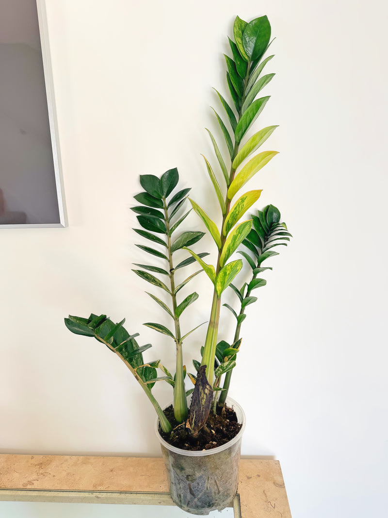 Variegated ZZ Plant (C)