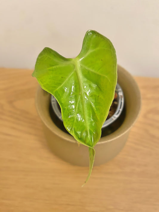 Alocasia Loco