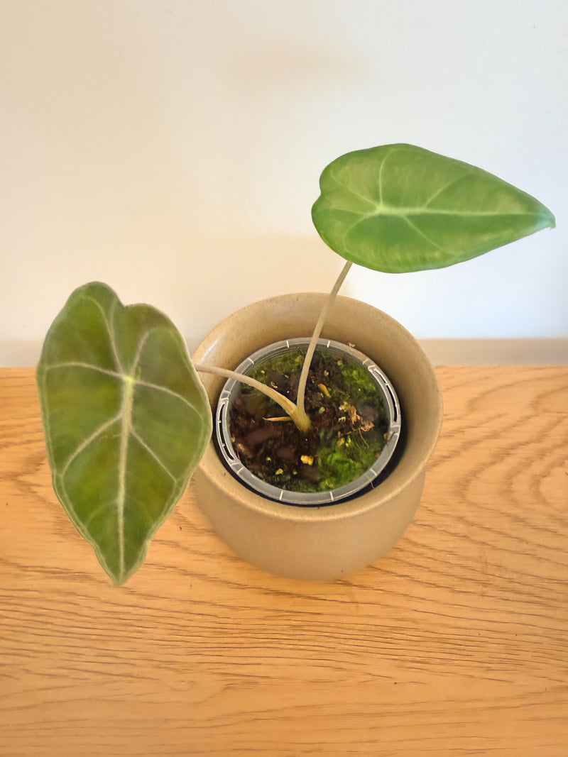 Alocasia Longiloba ‘Purple Vein’