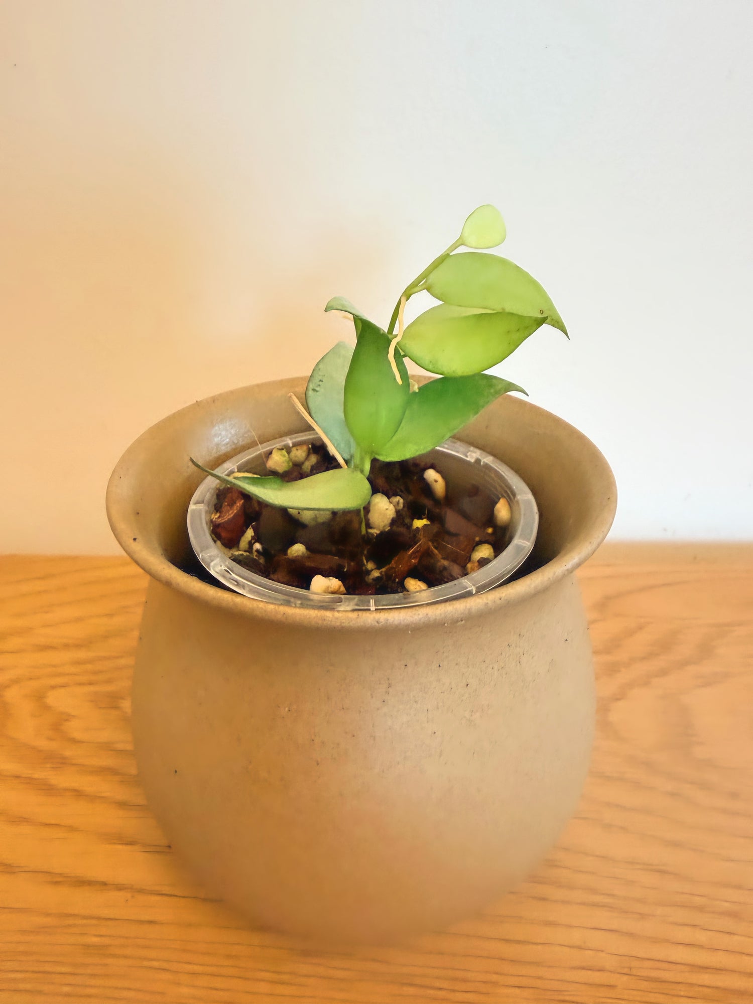 Hoya Lacunosa Louisa Silver