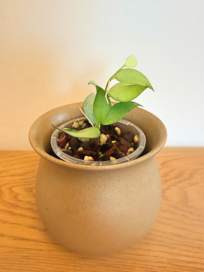 Hoya Lacunosa Louisa Silver