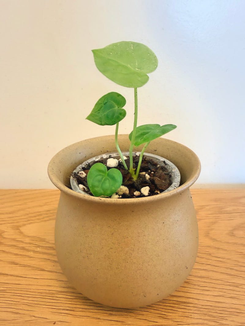 Anthurium King Clarinervium