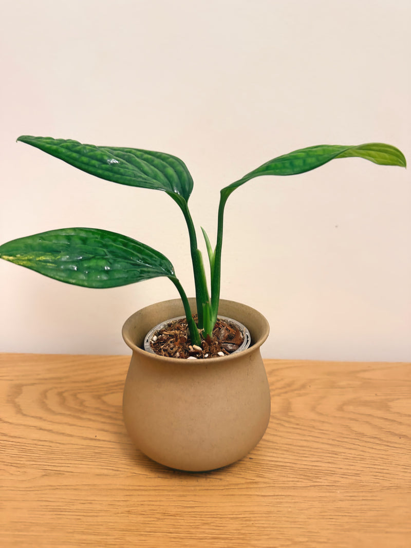 Monstera Peru Variegated
