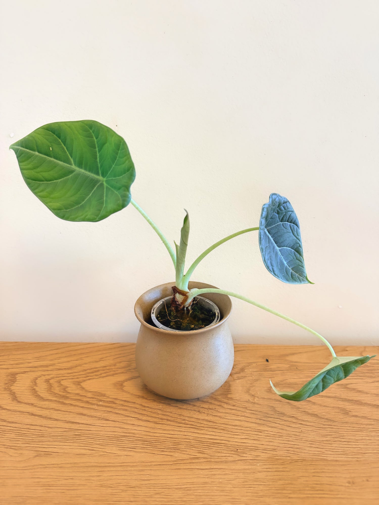 Alocasia Maharani