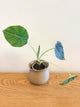 Alocasia Maharani