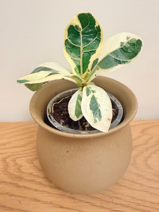 Ficus Lyrata Variegated