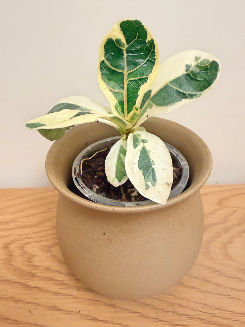 Ficus Lyrata Variegated