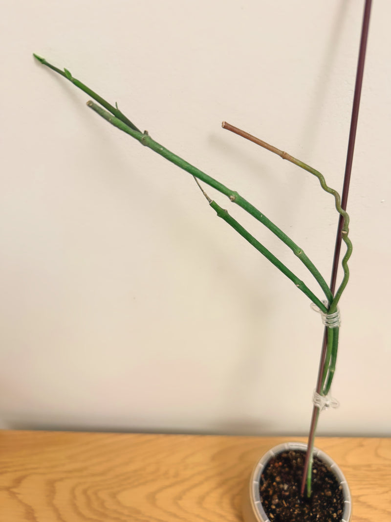 Ceropegia Ampliata (Condom Plant) (A)