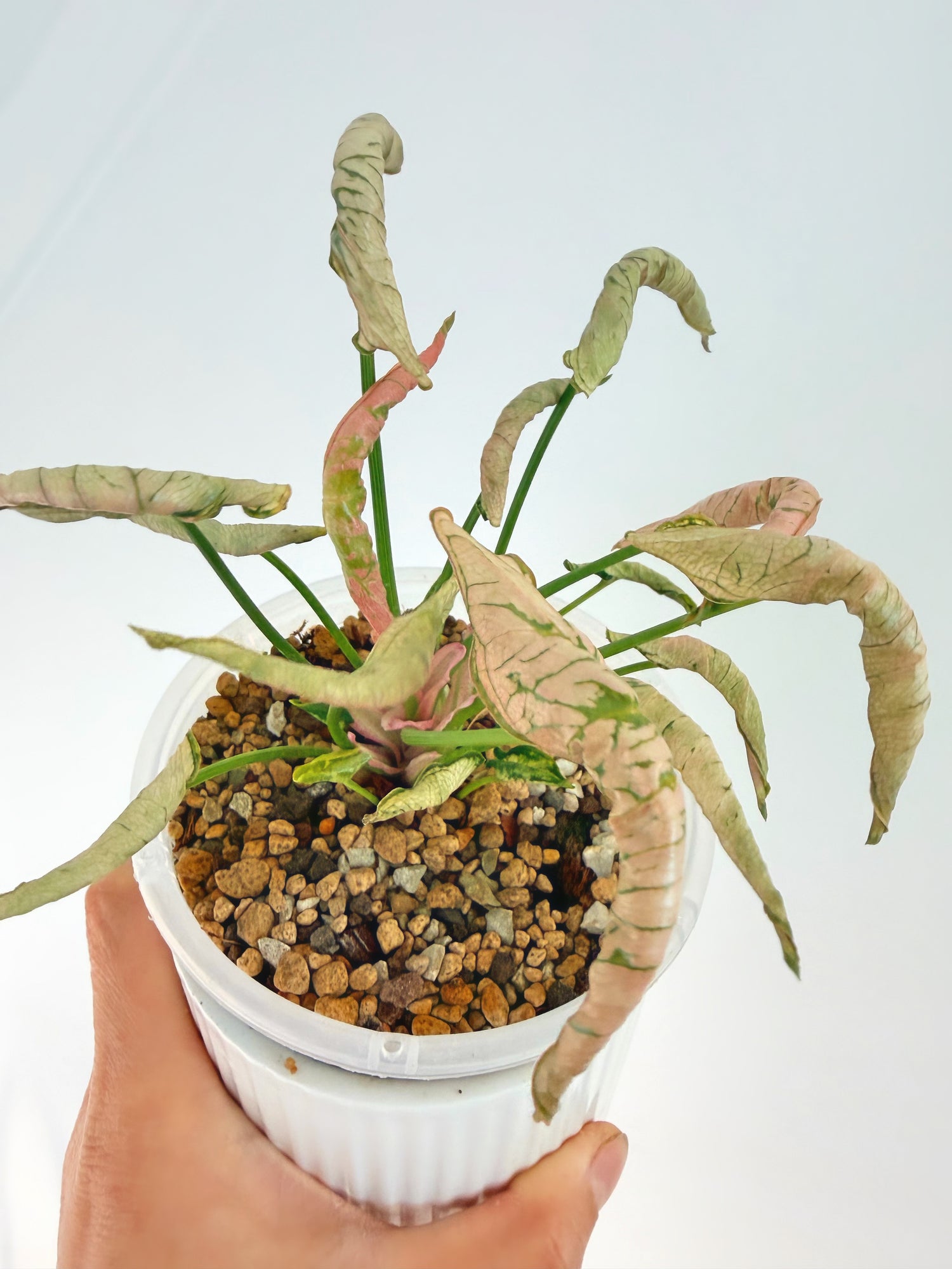 Syngonium Pink Rolli