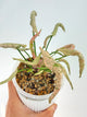 Syngonium Pink Rolli