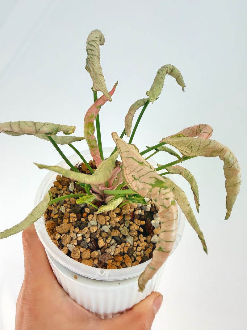 Syngonium Pink Rolli