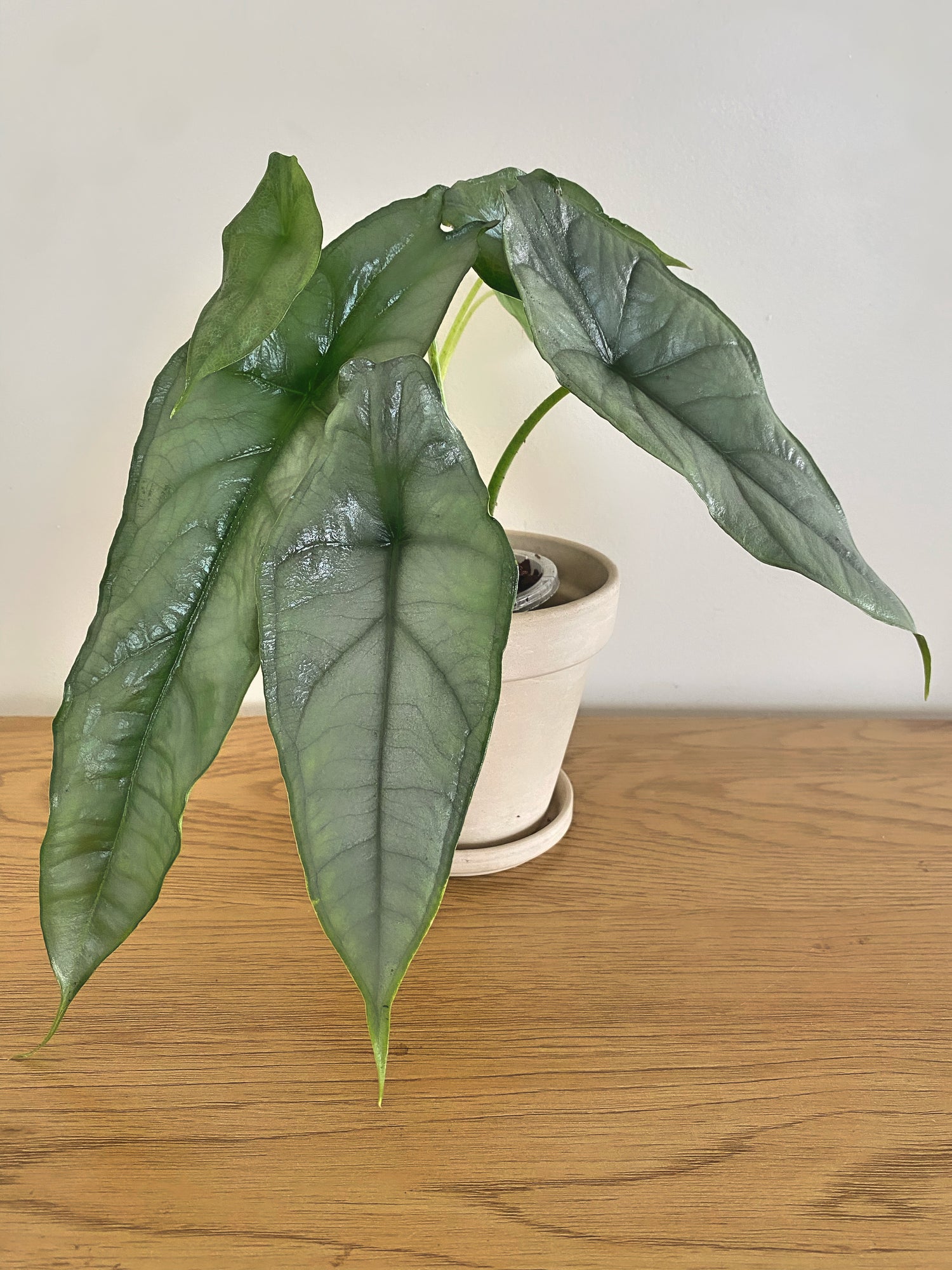 Alocasia Heterophylla Dragon Breath