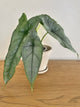 Alocasia Heterophylla Dragon Breath