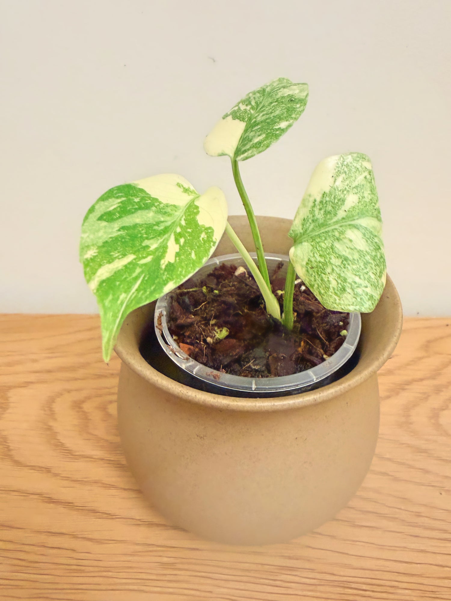 Monstera Creme Brulee