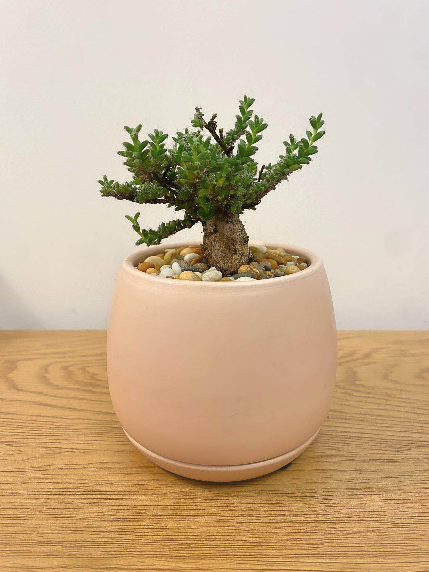 Trichodiadema Bulbosum