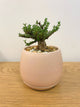 Trichodiadema Bulbosum