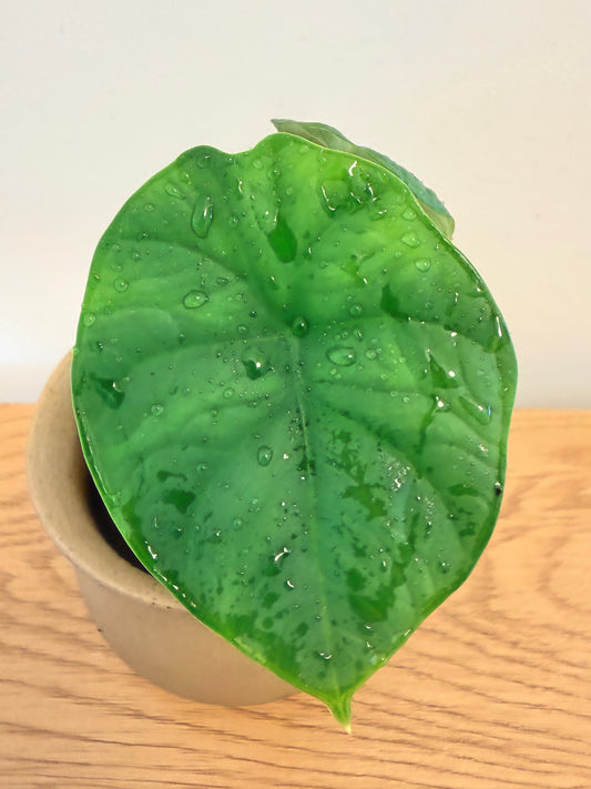 Alocasia Chaii
