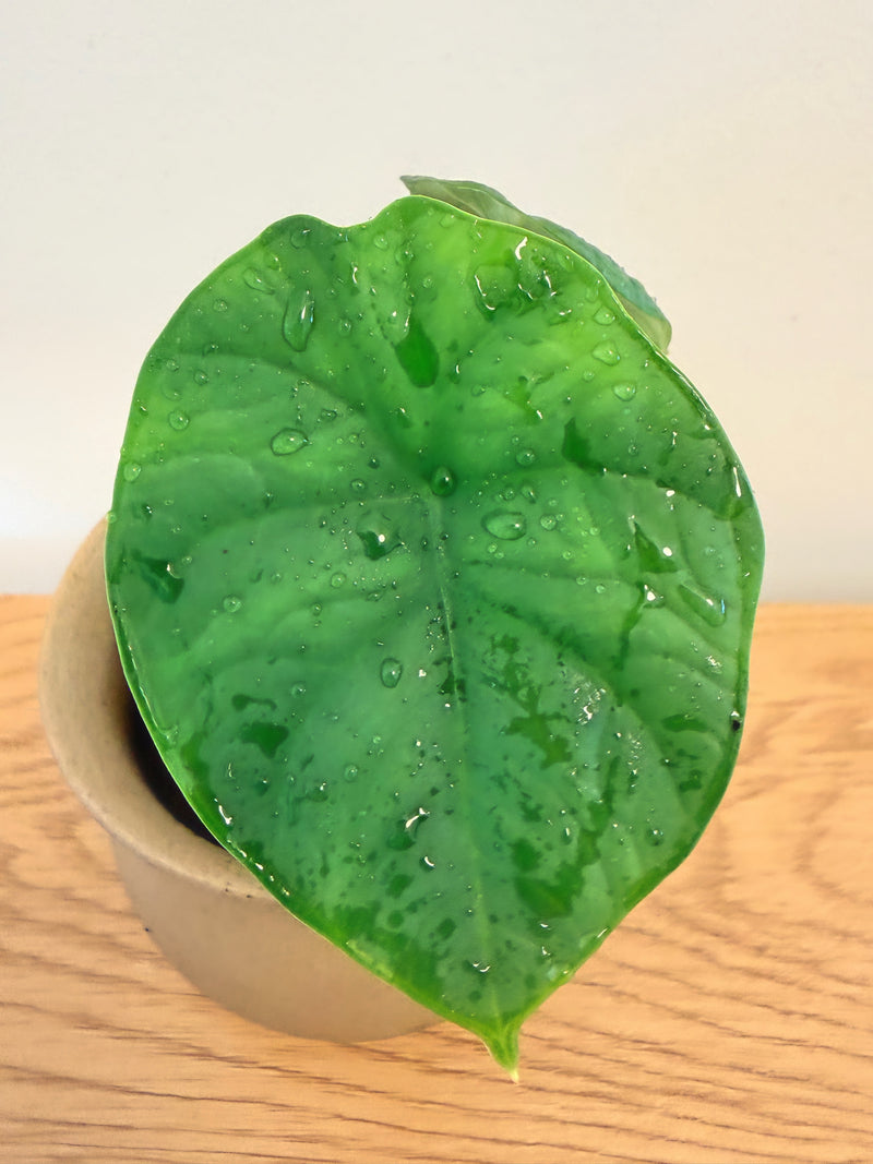 Alocasia Chaii