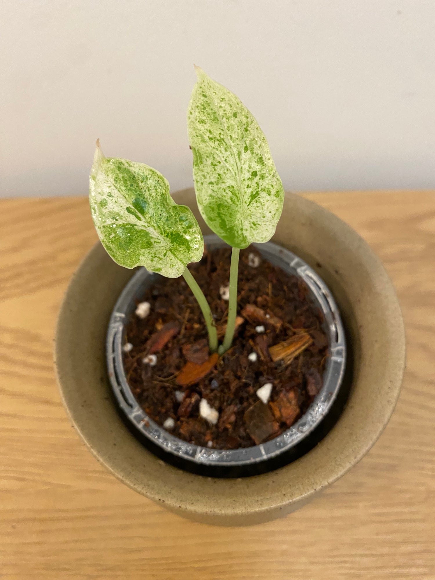 Alocasia Dragon Scale Mint