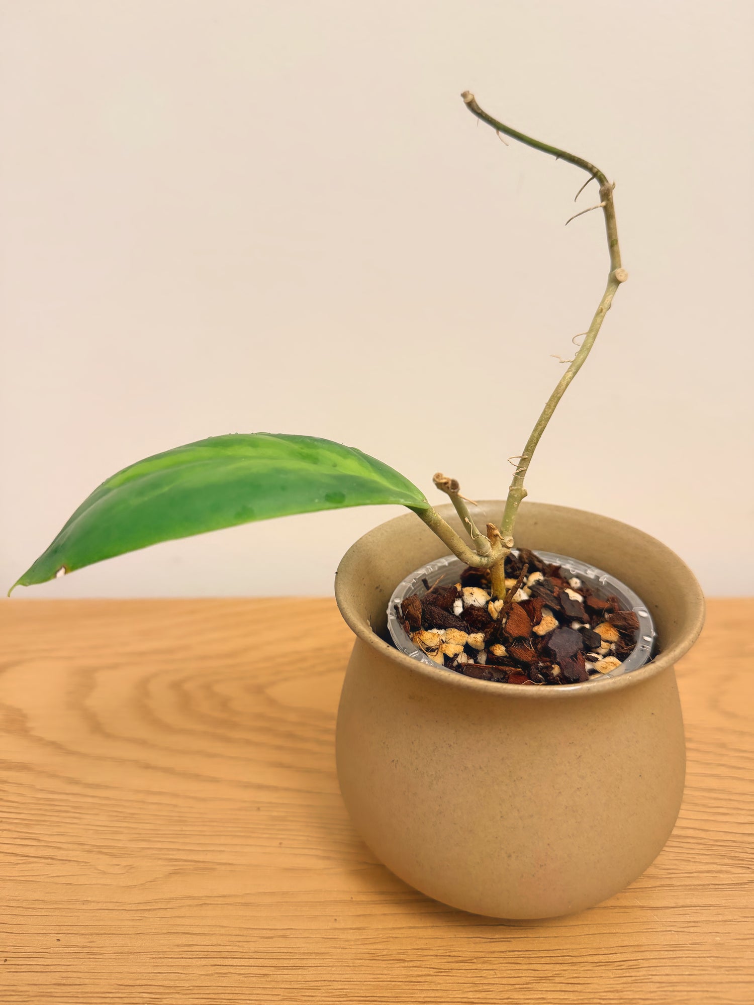 Hoya Incrassata MoonShadow