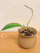 Hoya Incrassata MoonShadow