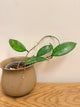 Hoya Incencis Splash (A)
