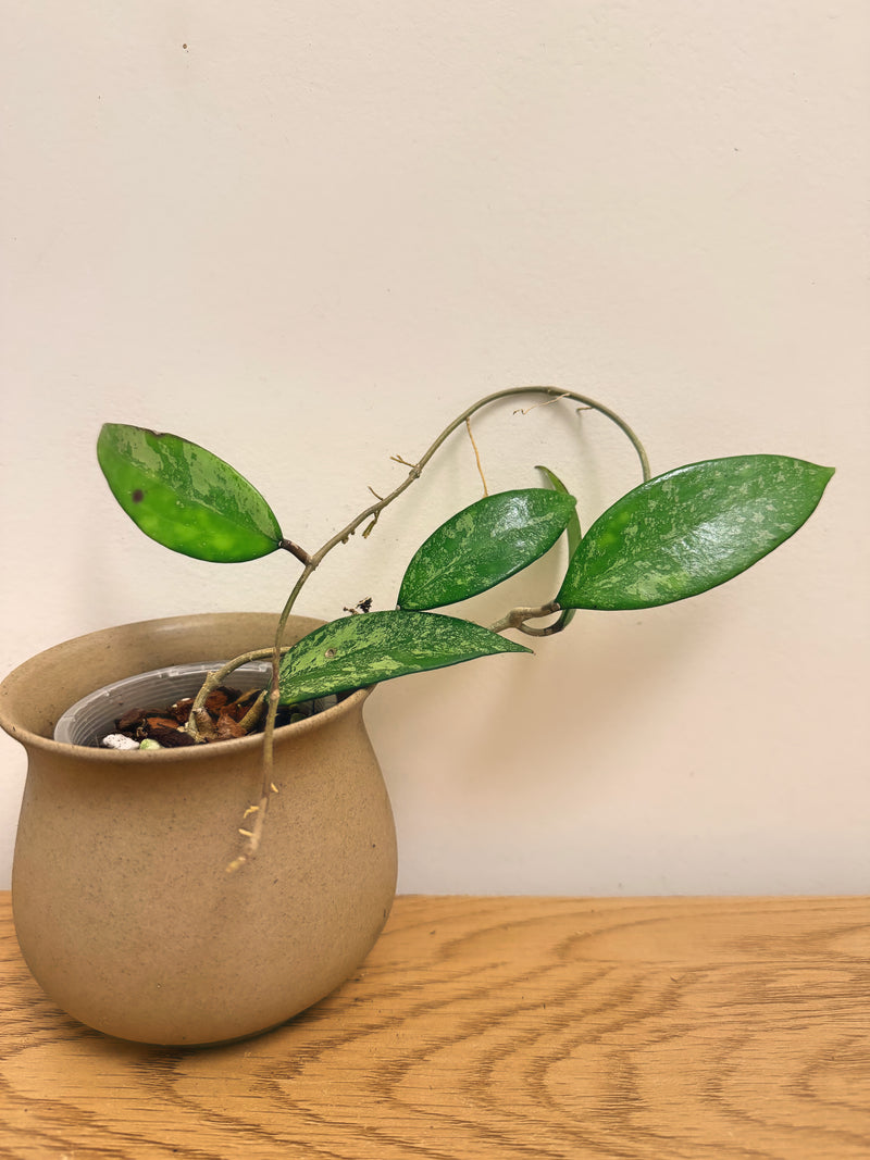 Hoya Incencis Splash (A)
