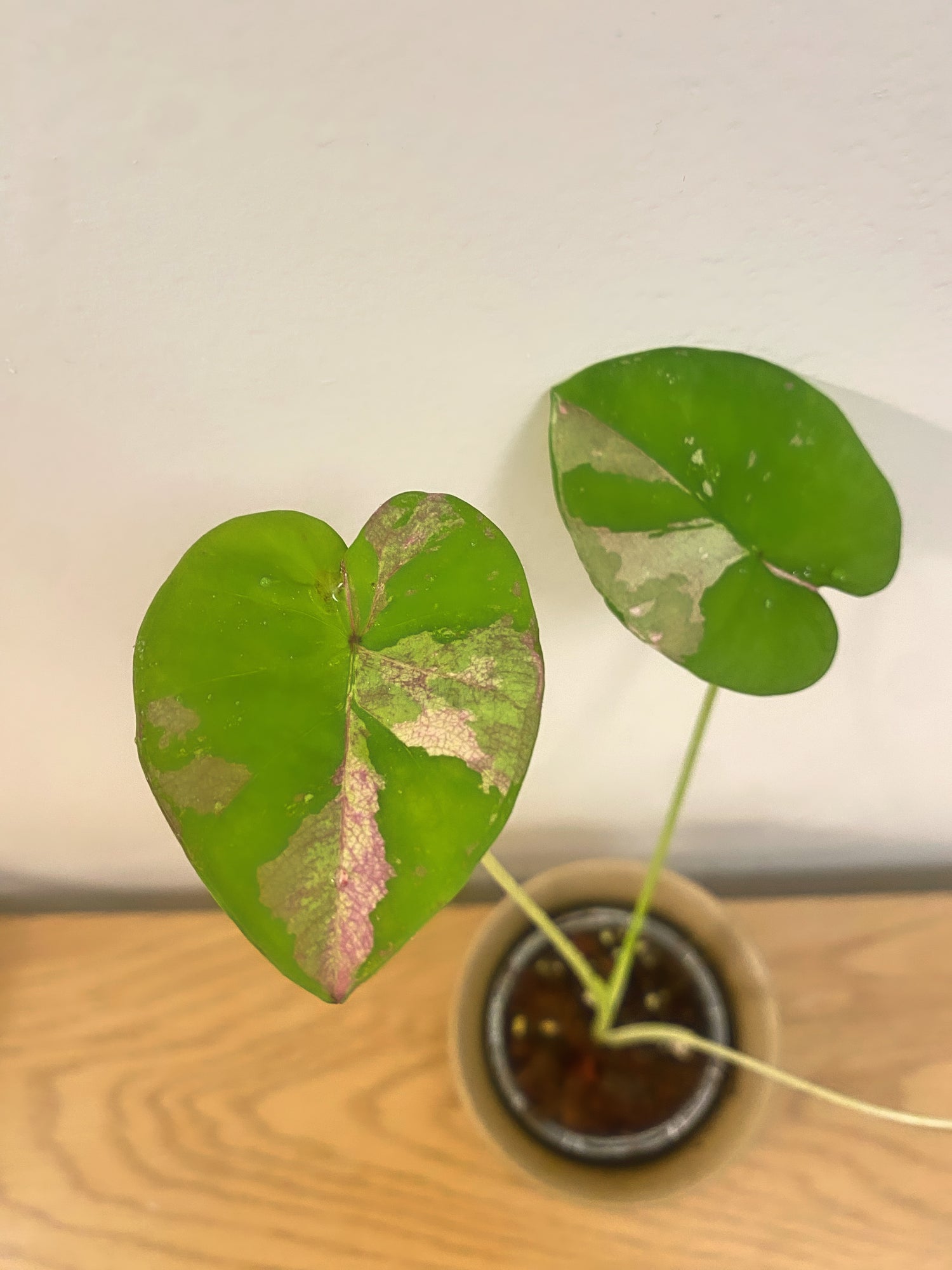 Colocasia Siam Ruby