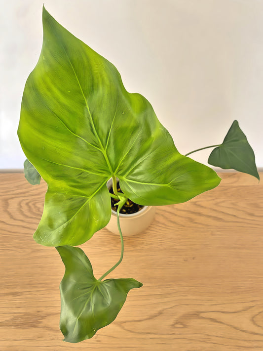 Philodendron African Fantasy