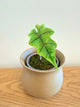 Alocasia Jacklyn