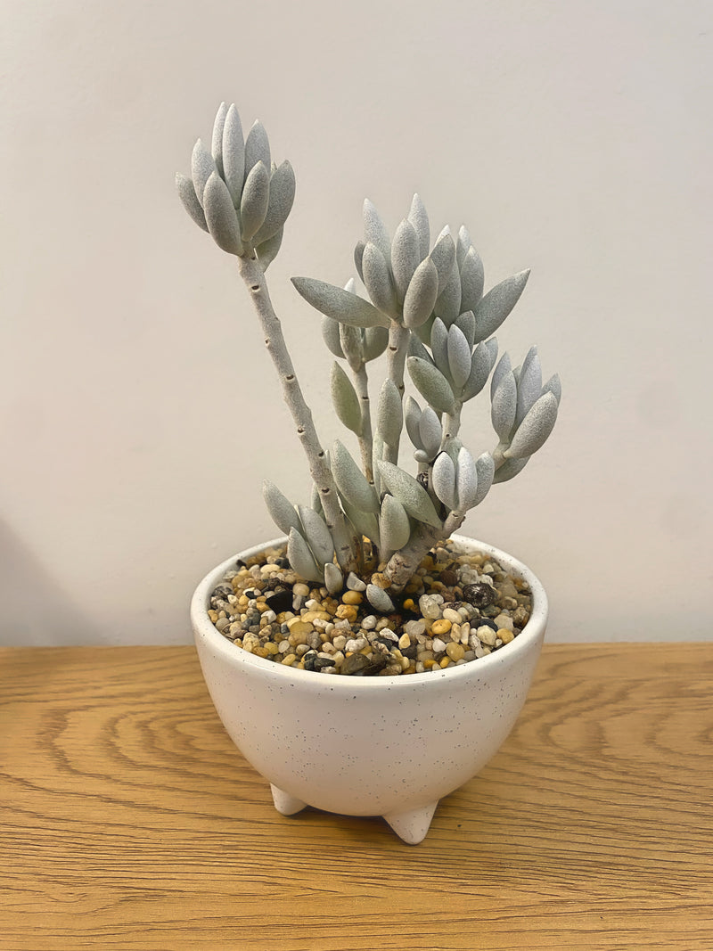 Senecio Haworthii