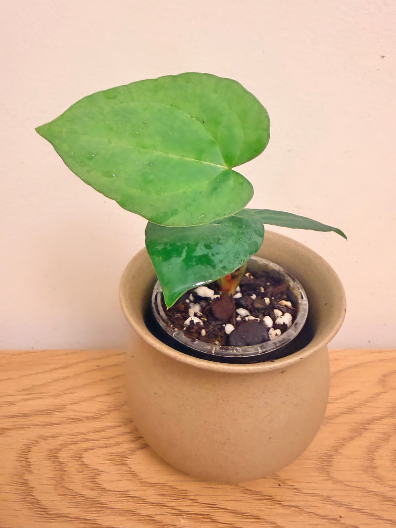 Anthurium KOS x Papillilaminum