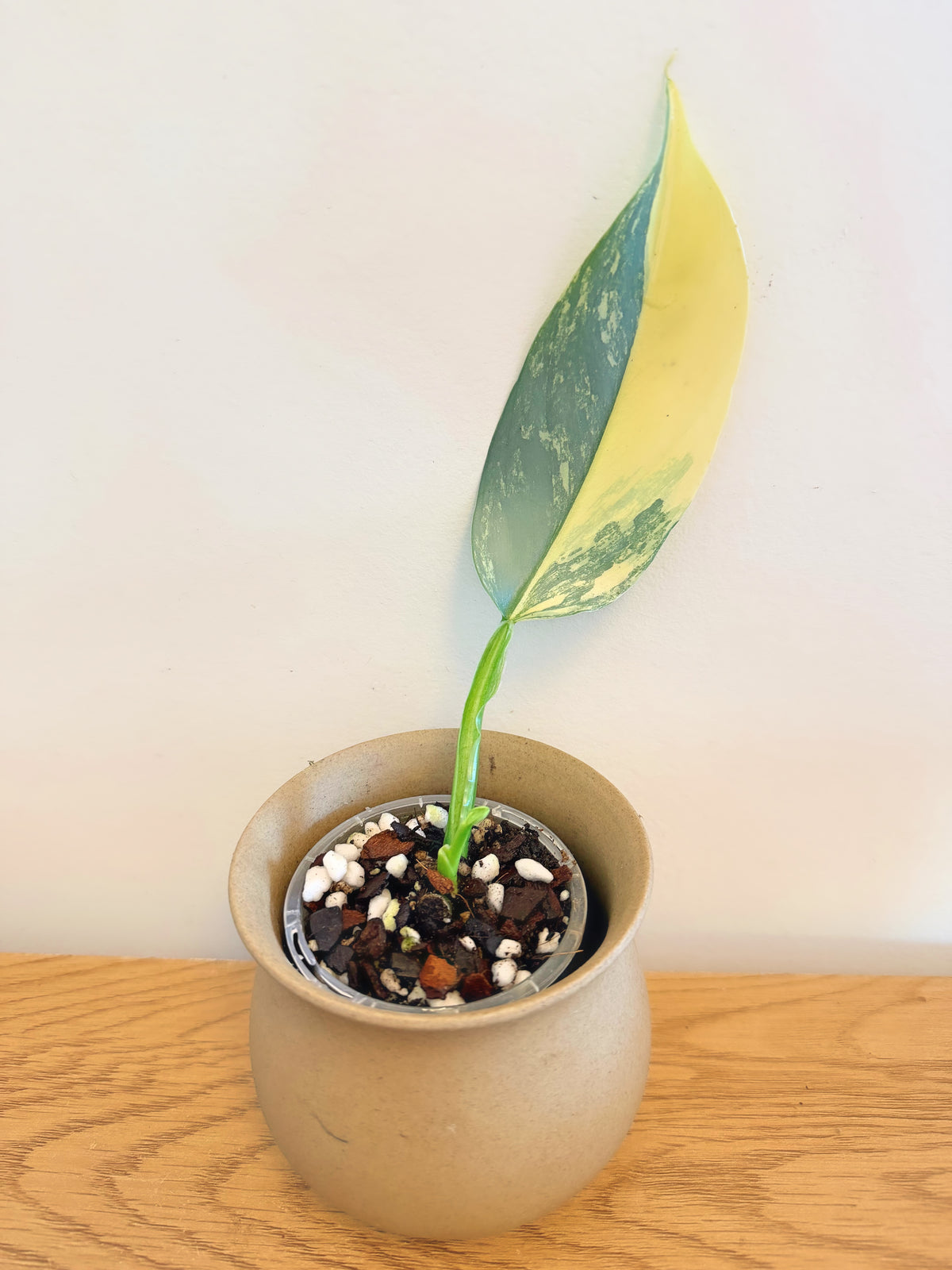 Philodendron Silver Sword Variegated (A)