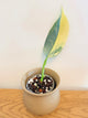 Philodendron Silver Sword Variegated (A)