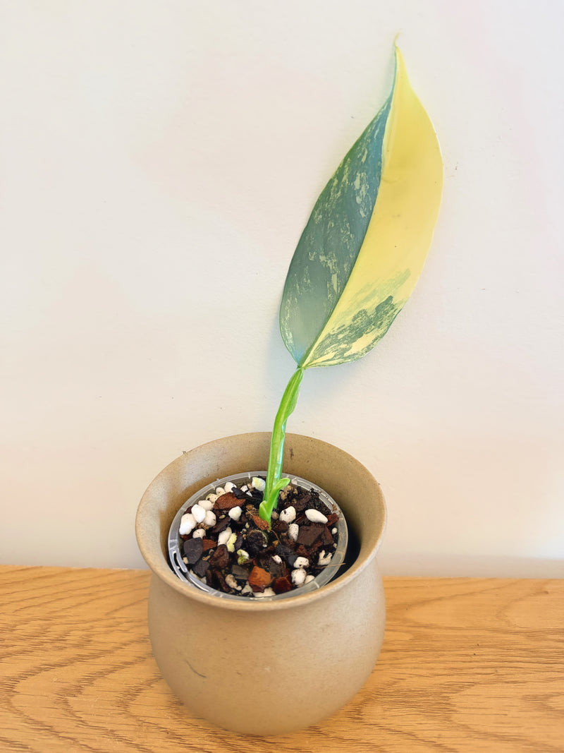 Philodendron Silver Sword Variegated (A)