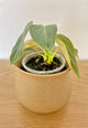 Philodendron Plendid