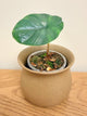 Alocasia Chai