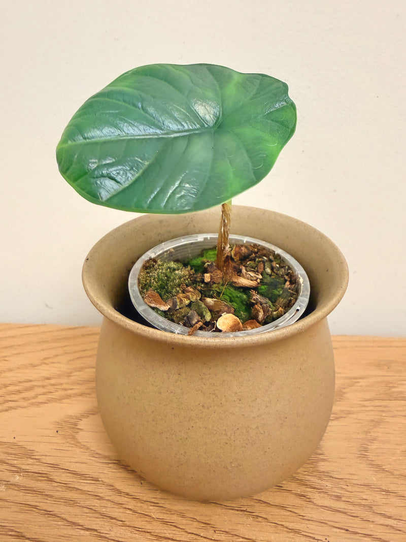 Alocasia Chai