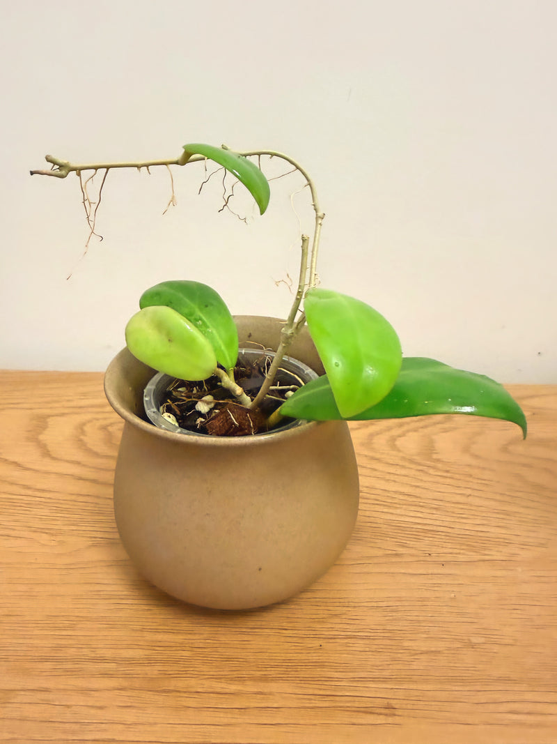 Hoya Erythrostemma ‘Sue Veronica’