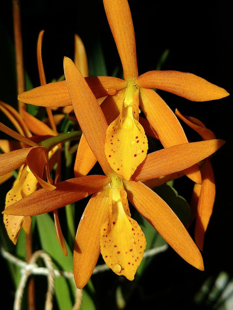 Cattleya (Pvc.) Golden Peacock