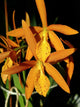 Cattleya (Pvc.) Golden Peacock