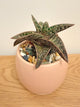 Gasteria ‘Green Star’