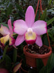 Cattleya Cherry Bee ‘Happy Field’ (C.Cherry Chip x C.Beaufort)