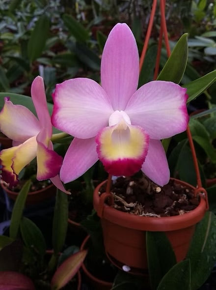 Cattleya Cherry Bee ‘Happy Field’ (C.Cherry Chip x C.Beaufort)