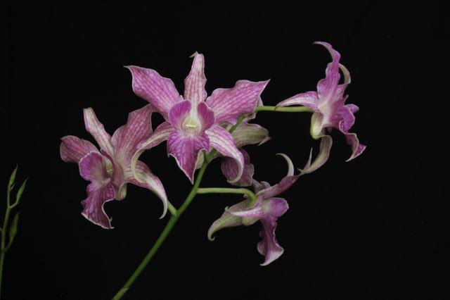 Dendrobium Hawaii Spectacular ‘Bikini Babe’