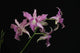 Dendrobium Hawaii Spectacular ‘Bikini Babe’