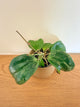 Hoya Latifolia Snow Queen