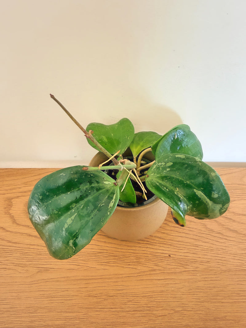 Hoya Latifolia Snow Queen
